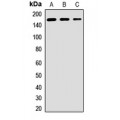 LifeSab™ AFF4 Rabbit pAb (50 µl)