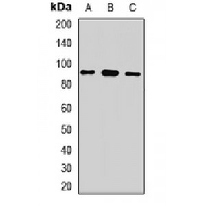 LifeSab™ LARP4 Rabbit pAb (50 µl)