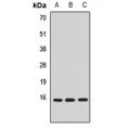 LifeSab™ CISD2 Rabbit pAb (50 µl)