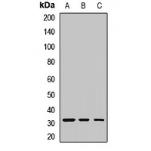 LifeSab™ Livin Rabbit pAb (50 µl)