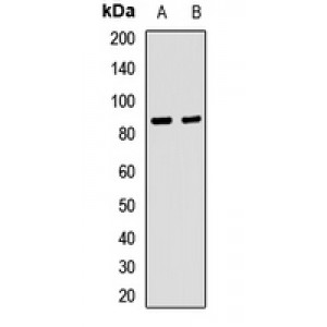 LifeSab™ Integrin beta 7 Rabbit pAb (50 µl)