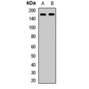 LifeSab™ Kinectin 1 Rabbit pAb (50 µl)