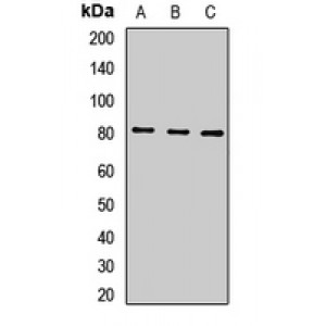 LifeSab™ CD228 Rabbit pAb (50 µl)