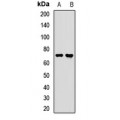 LifeSab™ LSS Rabbit pAb (50 µl)