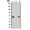 LifeSab™ ASCT2 Rabbit pAb (50 µl)