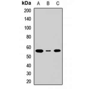 LifeSab™ ASCT2 Rabbit pAb (50 µl)