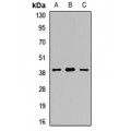 LifeSab™ SIRT6 Rabbit pAb (50 µl)