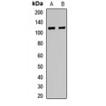 LifeSab™ NLP Rabbit pAb (50 µl)