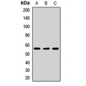 LifeSab™ SGK3 Rabbit pAb (50 µl)