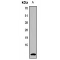 LifeSab™ Uroguanylin Rabbit pAb (50 µl)