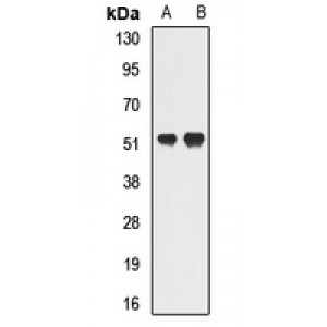 LifeSab™ GTF2H4 Rabbit pAb (50 µl)