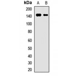 LifeSab™ BSEP Rabbit pAb (50 µl)