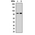 LifeSab™ CCDC41 Rabbit pAb (50 µl)