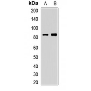 LifeSab™ CCDC41 Rabbit pAb (50 µl)