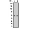 LifeSab™ PRDM11 Rabbit pAb (50 µl)