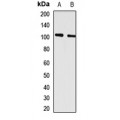 LifeSab™ GPRC6A Rabbit pAb (50 µl)