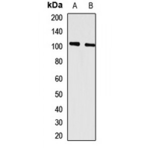 LifeSab™ GPRC6A Rabbit pAb (50 µl)