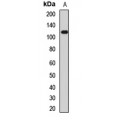 LifeSab™ TRPA1 Rabbit pAb (50 µl)