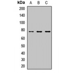 LifeSab™ CIRH1A Rabbit pAb (50 µl)