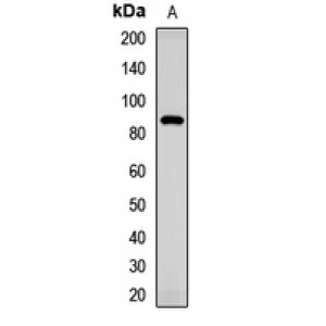 LifeSab™ TMC1 Rabbit pAb (50 µl)