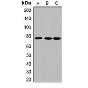 LifeSab™ FERMT2 Rabbit pAb (50 µl)