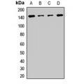 LifeSab™ Symplekin Rabbit pAb (50 µl)