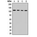 LifeSab™ TFIP1 Rabbit pAb (50 µl)