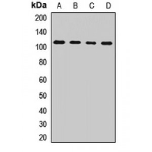 LifeSab™ TFIP1 Rabbit pAb (50 µl)