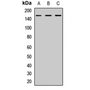 LifeSab™ SUPT5H Rabbit pAb (50 µl)