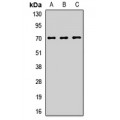 LifeSab™ LINGO1 Rabbit pAb (50 µl)