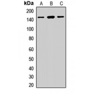 LifeSab™ Desmoglein 2 Rabbit pAb (50 µl)