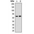 LifeSab™ Ubiquilin 2 Rabbit pAb (50 µl)