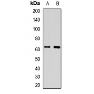 LifeSab™ ME2 Rabbit pAb (50 µl)