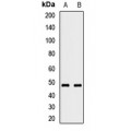 LifeSab™ RNF135 Rabbit pAb (50 µl)