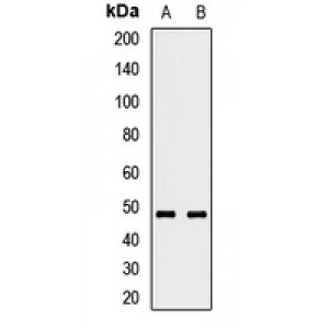 LifeSab™ RNF135 Rabbit pAb (50 µl)