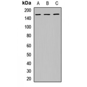 LifeSab™ EPS15 Rabbit pAb (50 µl)