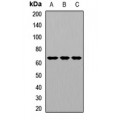 LifeSab™ Alpha-2-antiplasmin Rabbit pAb (50 µl)