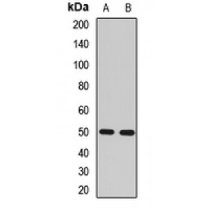 LifeSab™ RGS14 Rabbit pAb (50 µl)