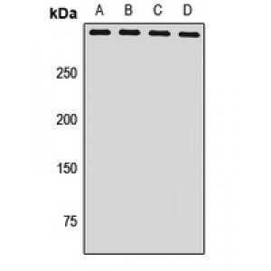 LifeSab™ NSD1 Rabbit pAb (50 µl)