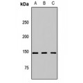 LifeSab™ CSPP1 Rabbit pAb (50 µl)