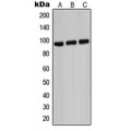 LifeSab™ ABCB7 Rabbit pAb (50 µl)