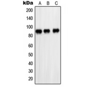 LifeSab™ PARP1 Rabbit pAb (50 µl)