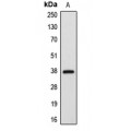 LifeSab™ APAF-1 Rabbit pAb (50 µl)