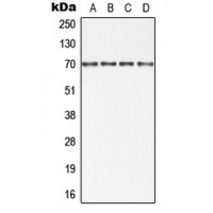 LifeSab™ cIAP1 Rabbit pAb (50 µl)