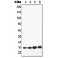 LifeSab™ Apolipoprotein A1 Rabbit pAb (50 µl)