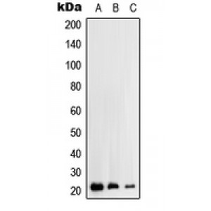 LifeSab™ RhoH Rabbit pAb (50 µl)