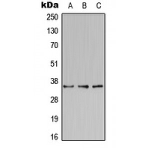 LifeSab™ BST2 Rabbit pAb (50 µl)