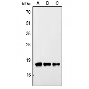 LifeSab™ PBR Rabbit pAb (50 µl)