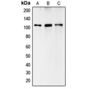 LifeSab™ Complement C6 Rabbit pAb (50 µl)