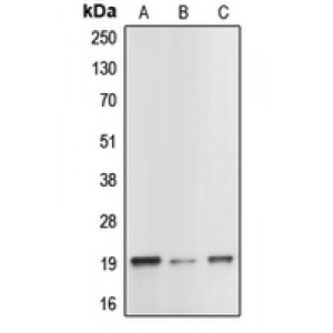 LifeSab™ Caspase 1 p20 Rabbit pAb (50 µl)